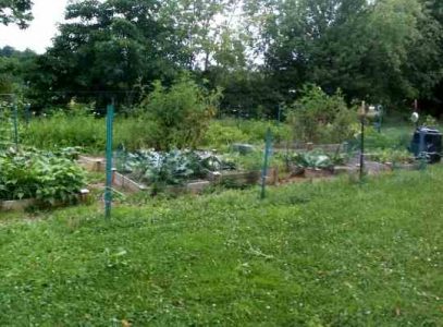 Raised Bed Experiment Image
